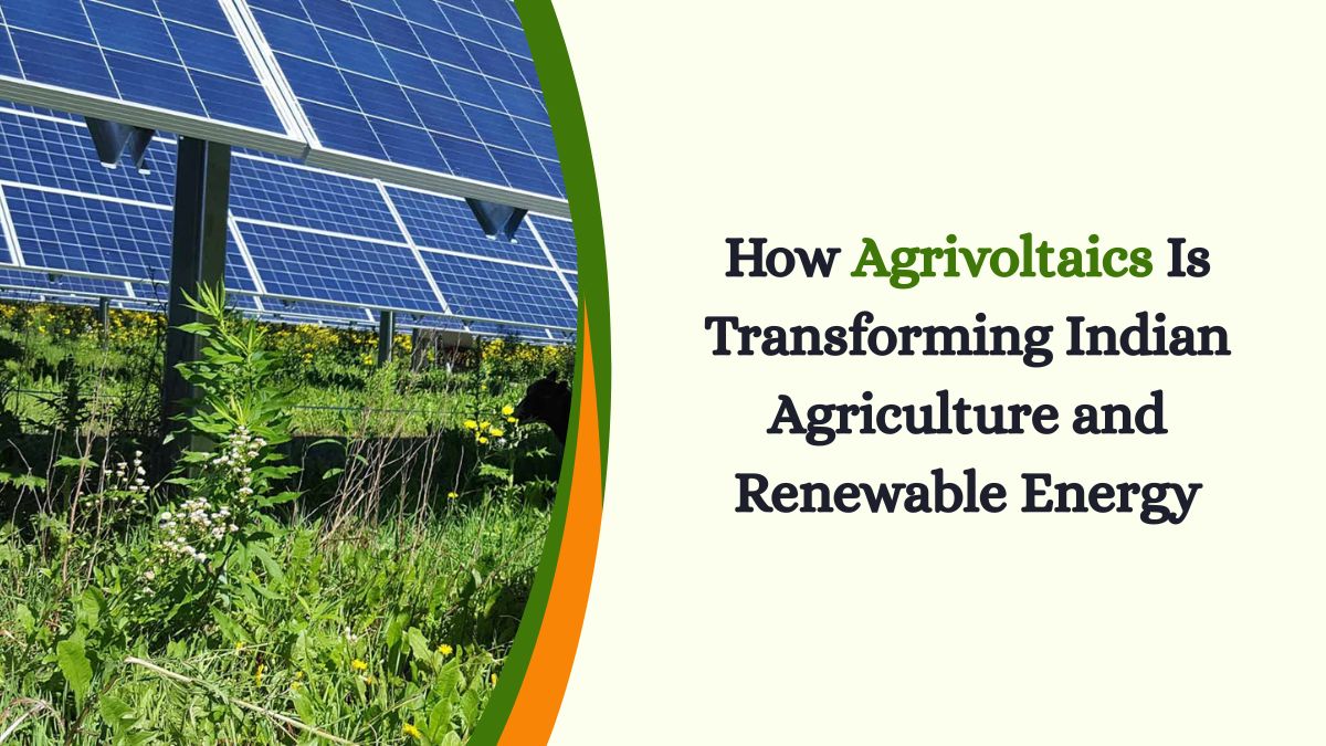 How Agrivoltaics Is Transforming Indian Agriculture and Renewable Energy